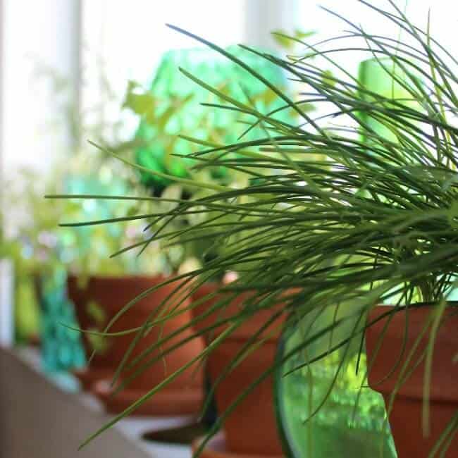 Grow Sustainable Herbs Indoors so that you can enjoy a healthy hobby.